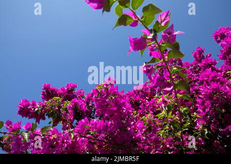 Calvi Korsika mittelmeer, große Bougainvillea Blumen Stockfoto