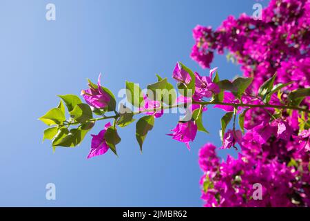 Calvi Korsika mittelmeer, große Bougainvillea Blumen Stockfoto