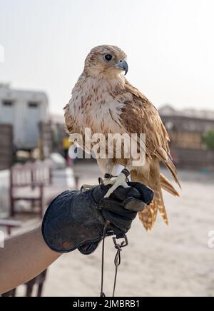 Mann, der White und Beige Falcon mit einem Lederhandschuh hält. Stockfoto