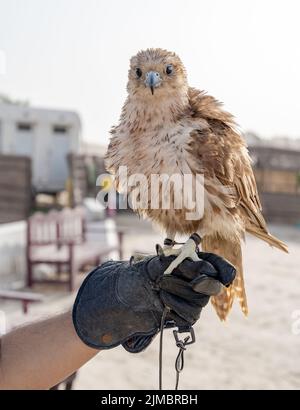 Mann, der White und Beige Falcon mit einem Lederhandschuh hält. Stockfoto
