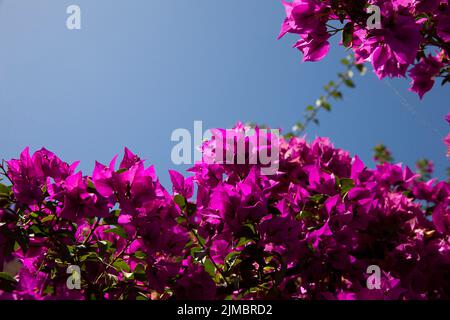 Calvi Korsika mittelmeer, große Bougainvillea Blumen Stockfoto