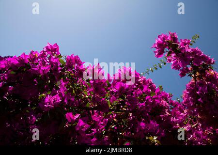 Calvi Korsika mittelmeer, große Bougainvillea Blumen Stockfoto