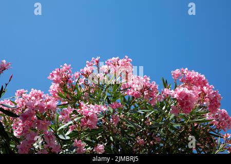 Calvi Korsika mittelmeer, große Bougainvillea Blumen Stockfoto