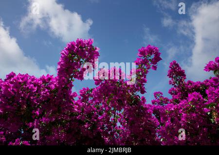 Calvi Korsika mittelmeer, große Bougainvillea Blumen Stockfoto