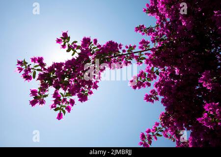 Calvi Korsika mittelmeer, große Bougainvillea Blumen Stockfoto