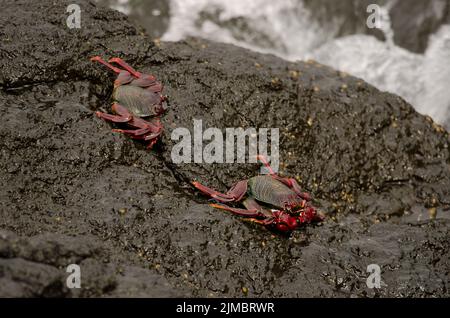Krabben Grapsus adscensionis auf einer felsigen Klippe. La Caleta Strand. Agaete. Gran Canaria. Kanarische Inseln. Spanien. Stockfoto