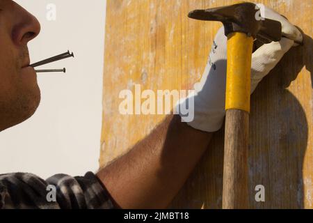 Bild eines Zimmermanns, der Nägel zwischen den Lippen hält und Holzbretter mit einem Hammer nagelt. Mauerwerk und Do-it-yourself-Arbeit Stockfoto