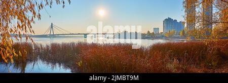 Die hohen Weiden und Schilfdickichte am Fluss Dnjepr im hellen Morgenlicht, Kiew, Ukraine Stockfoto