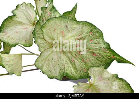 Blatt topischer 'Caladium Candyland'-Zimmerpflanze auf weißem Hintergrund Stockfoto