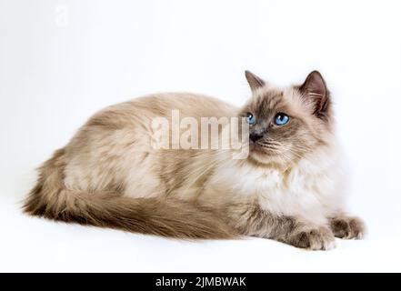 Flauschige Katze Ragdoll auf weißem Hintergrund Stockfoto