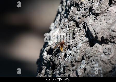 Europäische Hornisse. Vespa crabro auf Baum. Wespe. Lausanne, Schweiz. Stockfoto