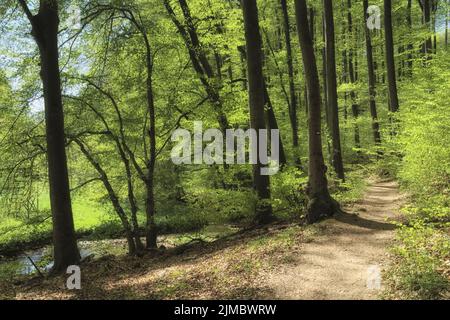 Bad MÃ¼nder - Trail im Waltersbacher Tal am Deister, Deutschland Stockfoto