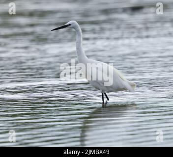 Kleine Reiher waten in einer flachen Lagune Stockfoto