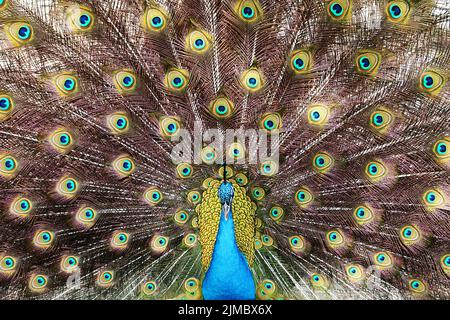 Pfau im Zoo Haifa Israel Stockfoto