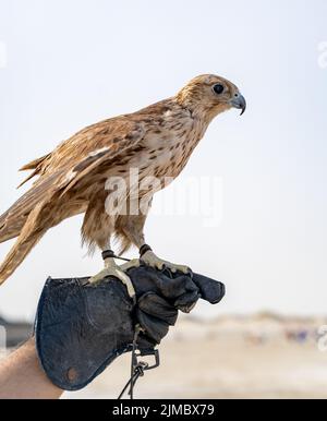 Mann, der White und Beige Falcon mit einem Lederhandschuh hält. Stockfoto