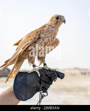 Mann, der White und Beige Falcon mit einem Lederhandschuh hält. Stockfoto