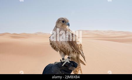 Mann, der White und Beige Falcon mit einem Lederhandschuh hält. Stockfoto