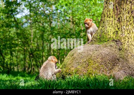Zwei barbarische Makaken (Barbaren Makaken) sitzen an einem Baum im Trentham Monkey Forest, Stoke-on-Trent, Staffordshire, Großbritannien Stockfoto