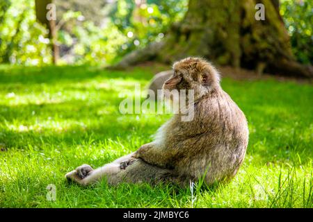 Barbaren Makaken (Barbaren Makaken) sitzen auf Gras im Trentham Monkey Forest, Stoke-on-Trent, Staffordshire, Großbritannien Stockfoto
