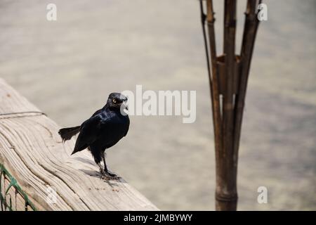 Nahaufnahme eines schwarzen Vogels, der auf einer hölzernen Oberfläche in der Nähe des Metallstabes steht Stockfoto