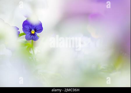 Violette Blüten (Viola sp.). Selektiver Fokus und geringe Schärfentiefe. Stockfoto