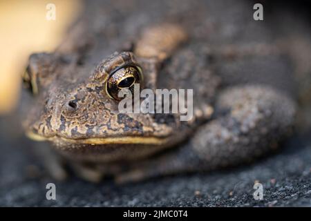 Eine gewöhnliche amerikanische Kröte mit brauner holpriger Haut und großen glasigen Augen ruht friedlich auf einem grauen Teppich. Stockfoto