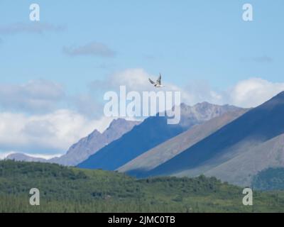 Landschaftslicht und Schatten hoher Kontrast schaffen eine dramatische Landschaft in Alaska Stockfoto