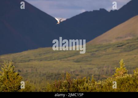 Landschaftslicht und Schatten hoher Kontrast schaffen eine dramatische Landschaft in Alaska Stockfoto