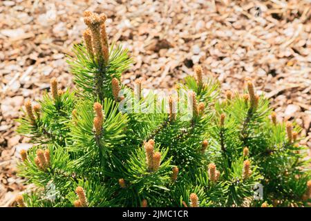 Eine im Frühjahr aufkeimende Bergkiefer (pinus mugo) mit Mulch im Hintergrund. Stockfoto