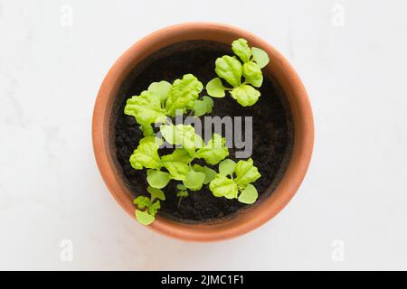 Frisches, junges Basilikum (ocimum basilicum) sprießt in einem Terrakotta-Topf vor weißem Hintergrund. Stockfoto