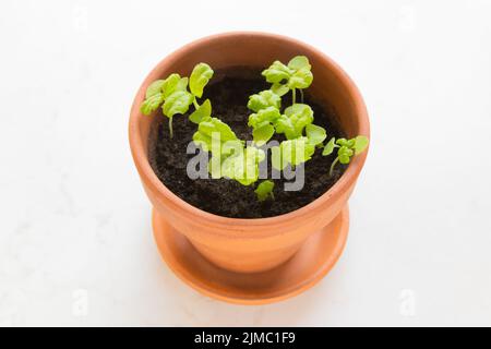 Frisches, junges Basilikum (ocimum basilicum) sprießt in einem Terrakotta-Topf vor weißem Hintergrund. Stockfoto