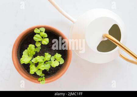 Frisches, junges Basilikum (ocimum basilicum) sprießt in einem Terrakotta-Topf und einer Gießkanne vor weißem Hintergrund. Stockfoto