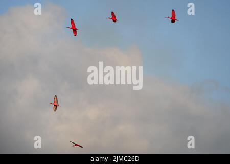 Eine Aufnahme eines Schwarms scharlachroter Ibis-Vogelarten, die in den düsteren Himmel fliegen Stockfoto