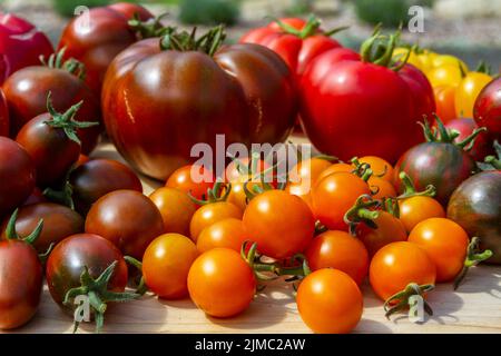 Eine bunte Vielfalt von gerade gepflückten sonnengereiften Bio-Tomaten aus einem heimischen Garten sitzen auf einem Holzbrett in der Sonne. Stockfoto