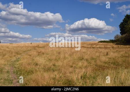 London, Großbritannien. 5.. August 2022. Trockenes Gras dominiert die Landschaft in Hampstead Heath, während in London weiterhin heißes Wetter und Dürrebedingungen durch den Klimawandel herrschen. Stockfoto