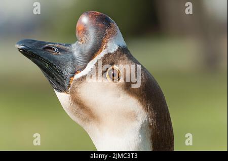 Portrait von schwanengans. Anser cignoides. Chinesische Gans. Stockfoto