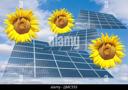 Sonnenkollektoren und Sonnenblumenblüten Stockfoto