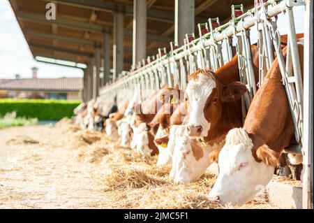 Kühe Heu Essen in Kuhstall Stockfoto