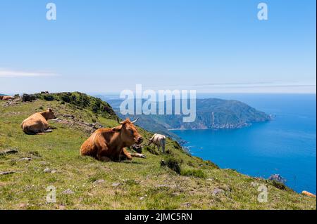 Landschaft mit grasende Kühe auf der Wiese auf einem Hügel in der Nähe des Meeres. Stockfoto