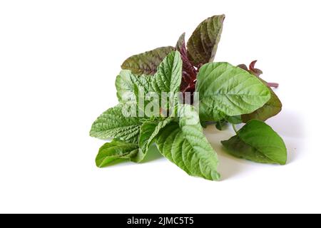 Blätter aus grünem und rotem Amaranth auf weißem Hintergrund. Zutaten zum Kochen von Rezepten und Gerichten. Stockfoto