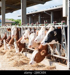 Kühe Heu Essen in Kuhstall Stockfoto