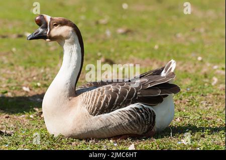 Schwanengans. Anser cignoides. Chinesische Gans. Stockfoto