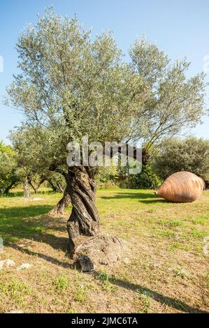Olivenbäume und große irdenen Glas. Stockfoto