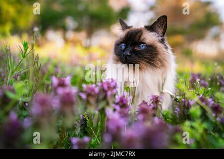 Balinesische Katze im Garten Stockfoto