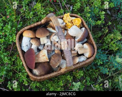 Pilzkorb mit mehreren Pilztypen Stockfoto