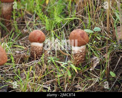 Foxy Bolete, Leccinum vulpinum Stockfoto