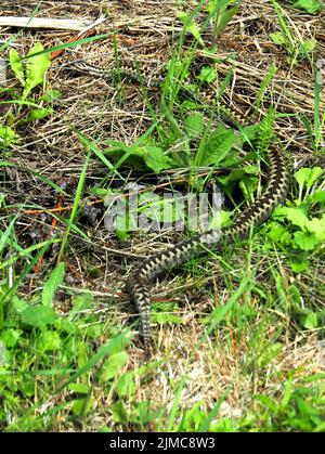 Gemeinsame europäische Adder, vipera berus Stockfoto