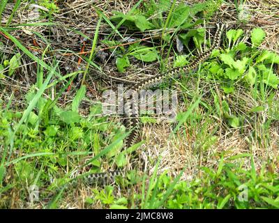 Gemeinsame europäische Adder, vipera berus Stockfoto