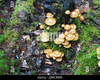 Ummantelten Stockschwämmchen, Kuehneromyces Stockschwämmchen Stockfoto