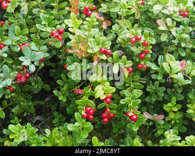 Schwedischer Dogwood (Cornus suecica), Norwegen, Skandinavien Stockfoto